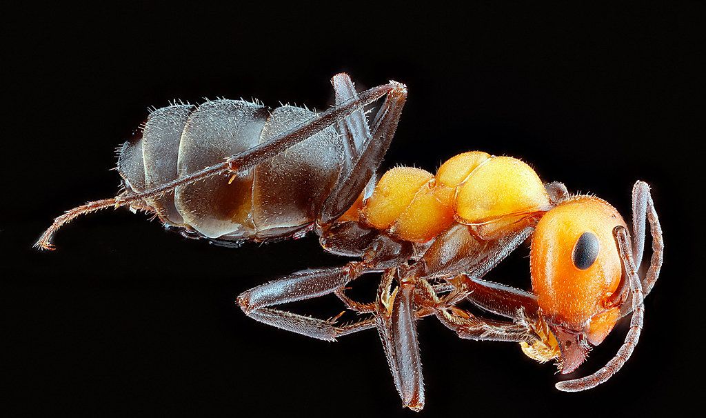 Ant Control service in Bakersfield, CA