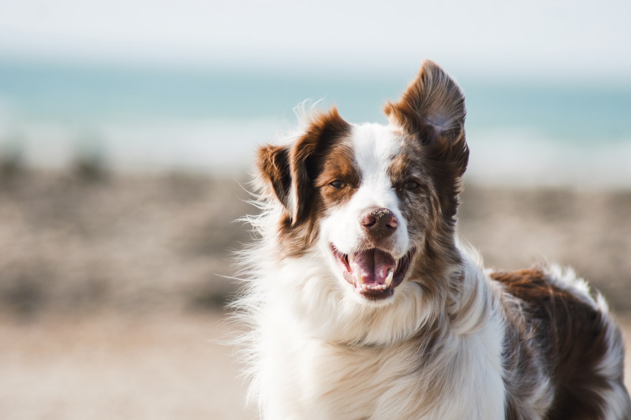 Flea & Tick Control service in Bakersfield, CA