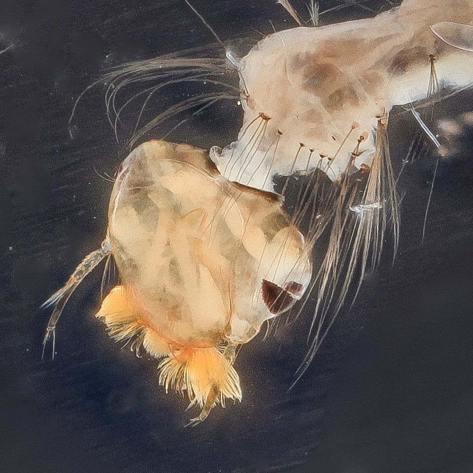 Mosquito Control service in Bakersfield, CA