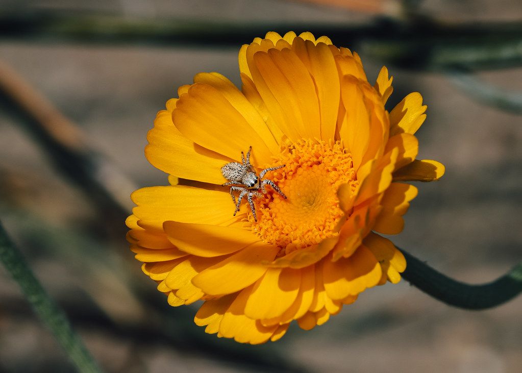 Spider Control service in Bakersfield, CA